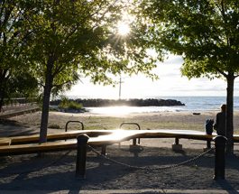 New Edgewater Public Art Piece Is Collaboration Between Artist And An Invasive Beetle