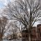 After Community Protest, Ald. Osterman Seeks Law Variance To Save Andersonville Trees