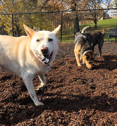 Mayor Pax The Goat Leads Bi-paw-tisan Effort To Raise Needed Funds For Edgewater Dog Park